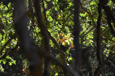 DSC_2271 (Large).JPG